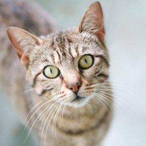 AquaPure Nitrate Reducer