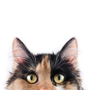 VetClean Antiseptic Wipes